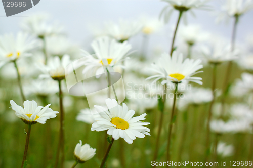 Image of Daisies