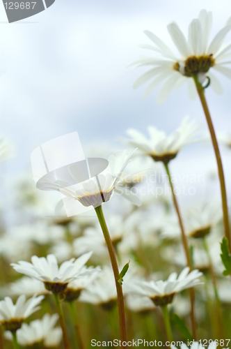 Image of Daisies