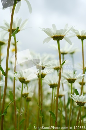 Image of Daisies