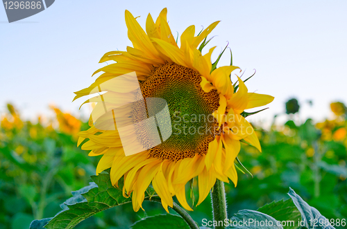 Image of sunflowers
