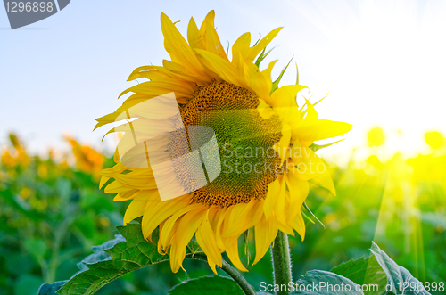 Image of sunflowers