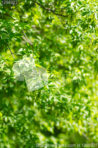 Image of green leaves background