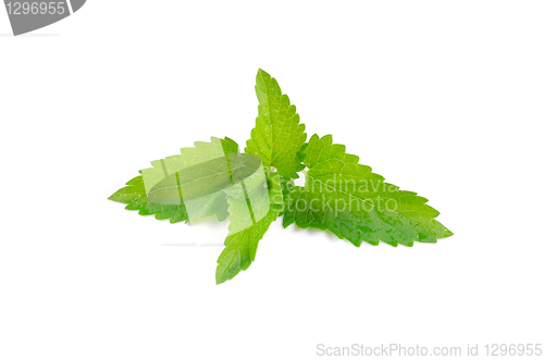 Image of Green fresh mint