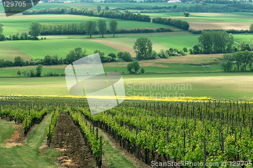 Image of Green vineyards, Germany