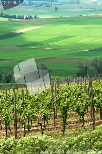 Image of Green vineyards, Germany