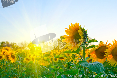 Image of sunflowers