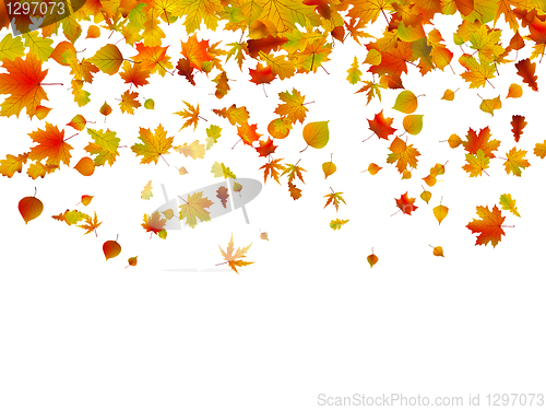 Image of Background of autumn leaves. EPS 8