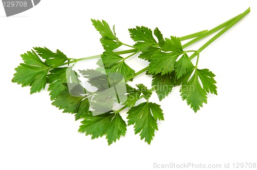 Image of Lovage