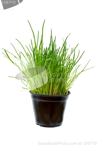 Image of Chive