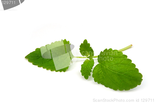 Image of Balm-mint