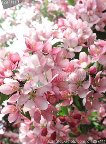 Image of branch of a blossoming tree