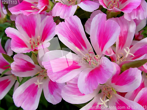 Image of godetia flowers