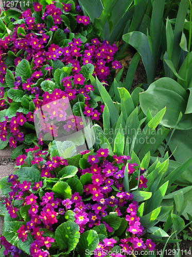 Image of flowers of primroses