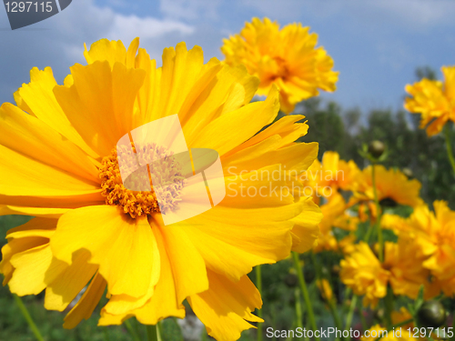 Image of beautiful yellow flowers