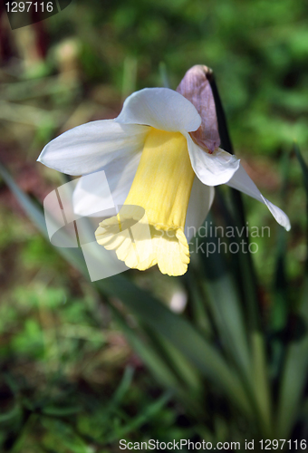 Image of beautiful Daffodils (Narcissus)