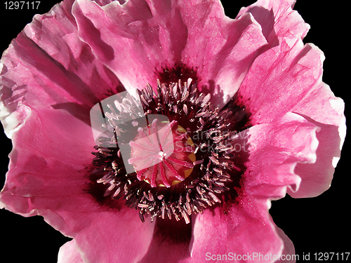 Image of poppy flower