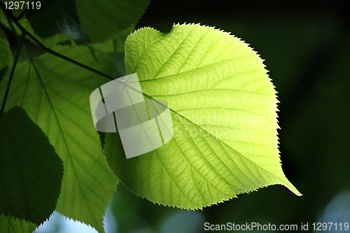 Image of green leaf glowing in sunlight