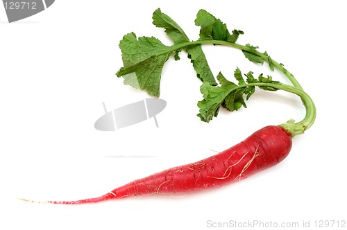 Image of Radish