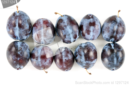 Image of Ripe plums arranged in rows