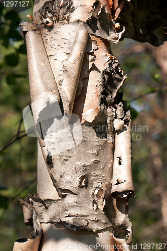 Image of birch