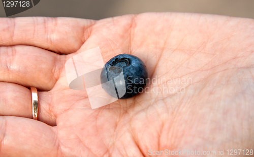 Image of blueberries in the women's hands