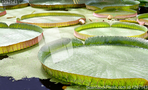 Image of floating on the water lily