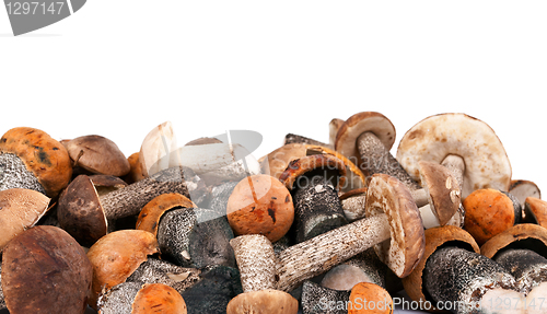 Image of handful of fresh wild mushrooms