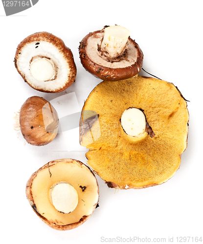 Image of handful of mushrooms