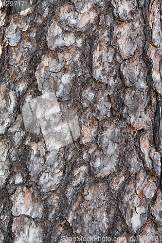 Image of bark pine tree in the background