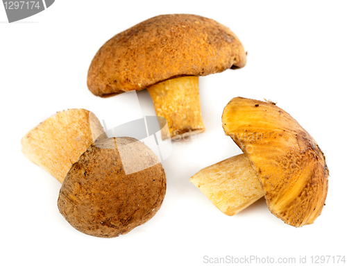 Image of handful of mushrooms