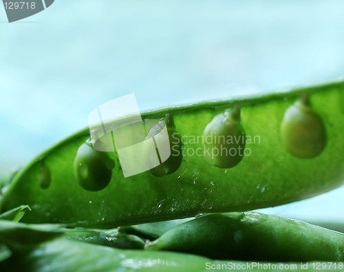 Image of green pea 5