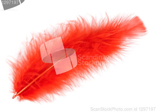 Image of red feather of a bird