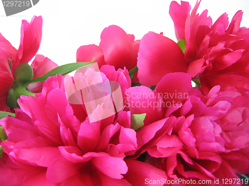 Image of beautiful peony