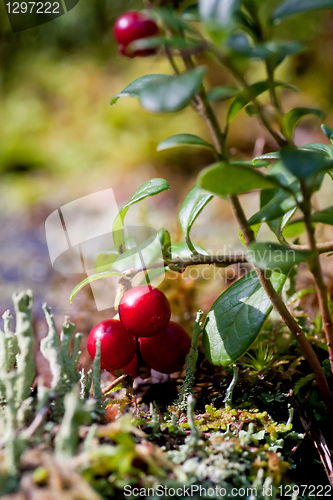 Image of Lingonberries