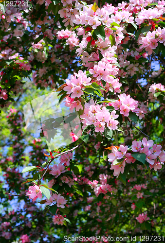 Image of branch of a blossoming tree