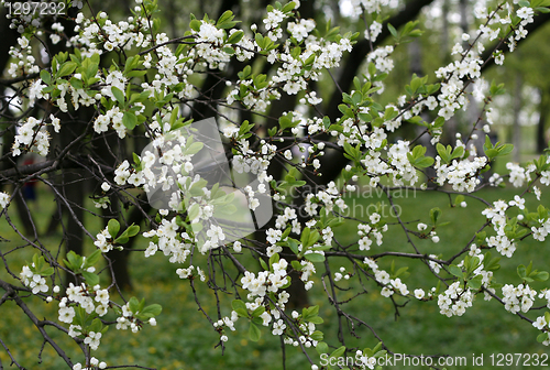 Image of blossoming tree