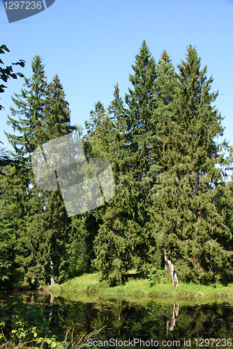 Image of The forest