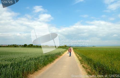 Image of Summer field