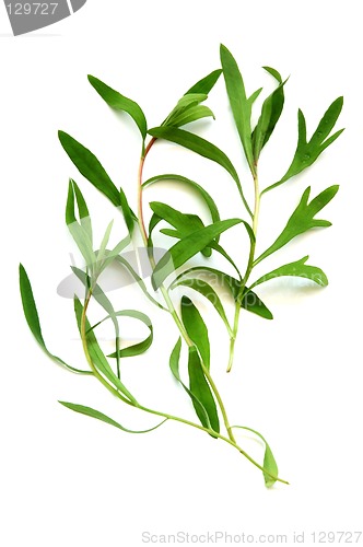 Image of Tarragon