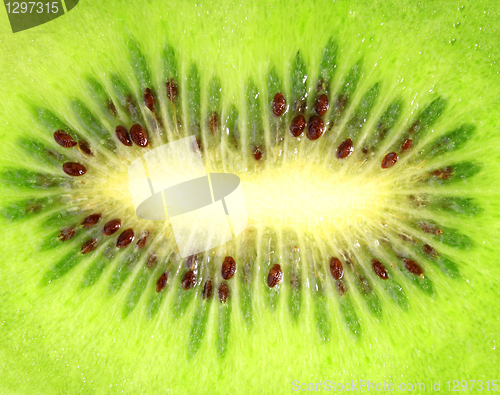 Image of Background of the ripe kiwi slice