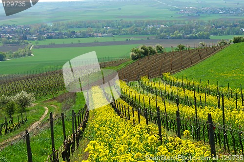 Image of Spring fields and vineyards