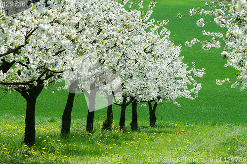 Image of Cherry-trees
