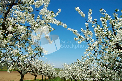 Image of Cherry-trees