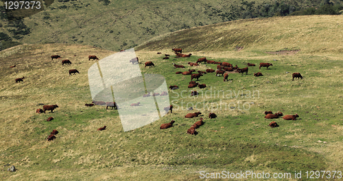 Image of Cattles