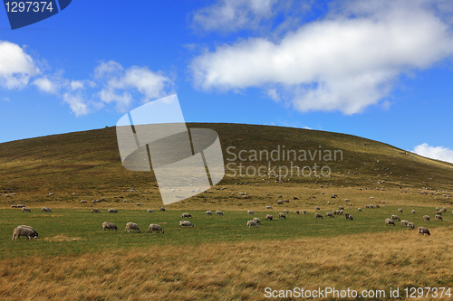 Image of Herd of sheeps