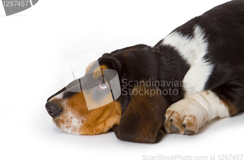 Image of Cute basset puppy