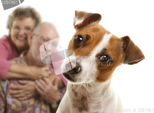 Image of Portait of an Adorable Jack Russell Terrier