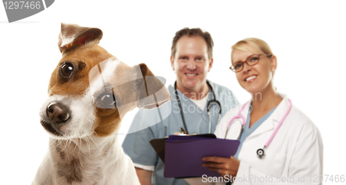 Image of Jack Russell Terrier and Veterinarians Behind