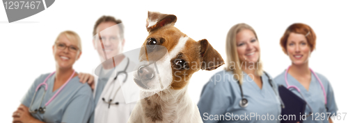 Image of Jack Russell Terrier and Veterinarians Behind