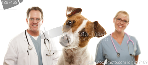 Image of Jack Russell Terrier and Veterinarians Behind